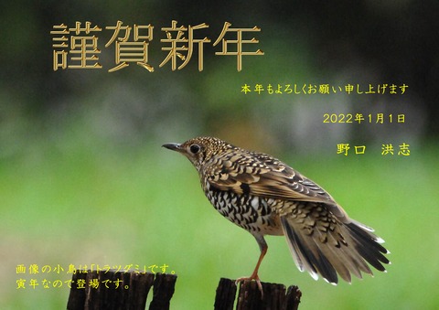 トラツグミ