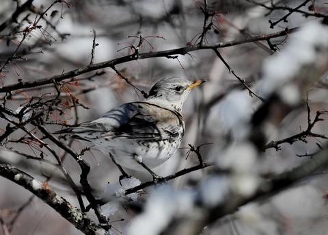 ノハラツグミ3583