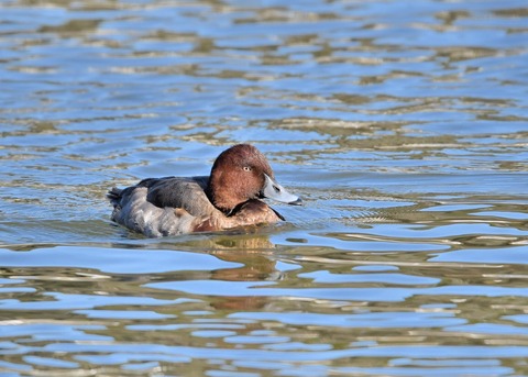 メジロガモHB7097