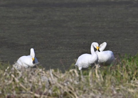 オオハクチョウ8158