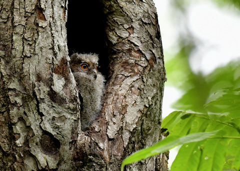 オオコノハズクのヒナ8284