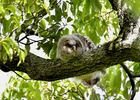 フクロウのヒナ②2459