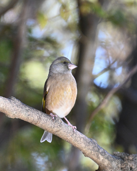 オオカワラヒワ7425