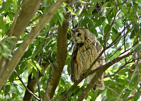 トラフズク♂3084