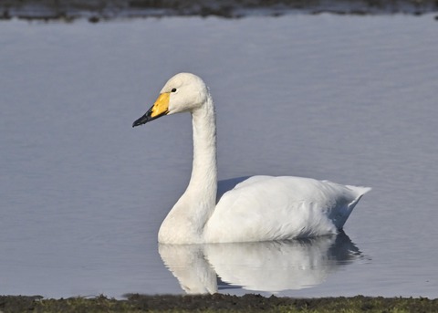 オオハクチョウ3333