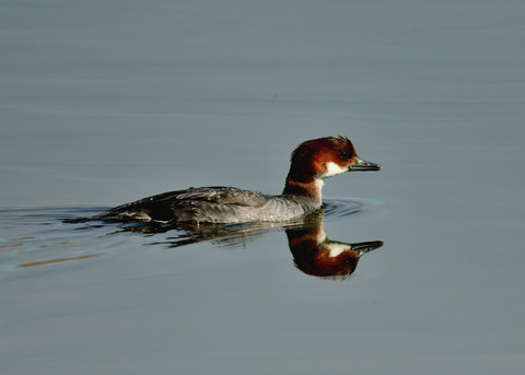 ミコアイサ♀9113