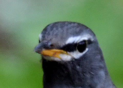 マミチャジナイ♂1220