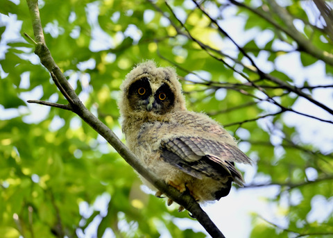トラフズクのヒナ0665