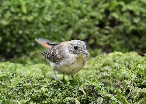 オオルリ♀幼鳥3745