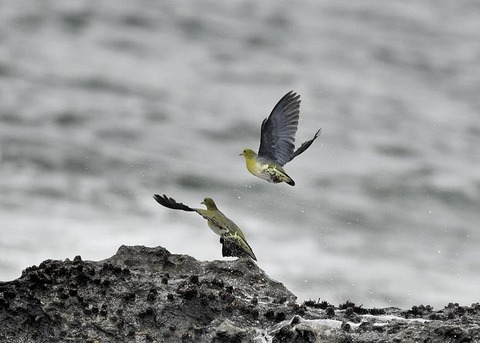 アオバト♀4760