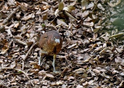 ミゾゴイのヒナ0781