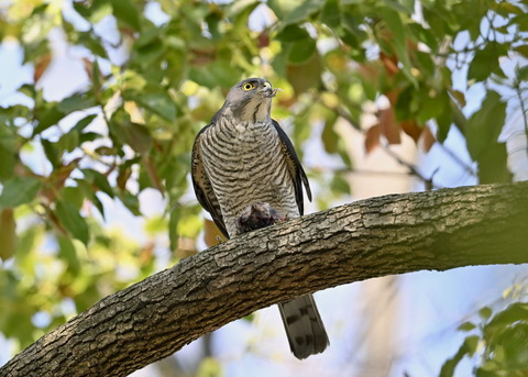 ツミ♀4964