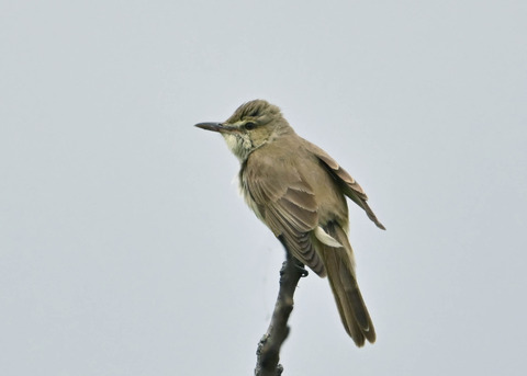 オオヨシキリ1909