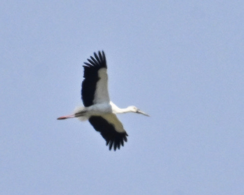 飛ぶコウノトリ8686