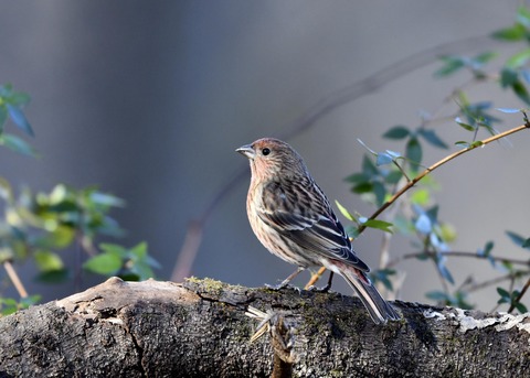 オオマシコ♀9549