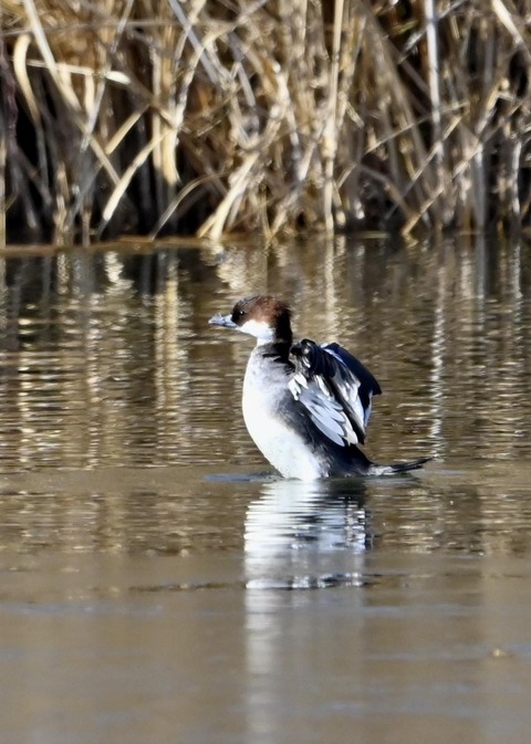 ミコアイサ♀0100