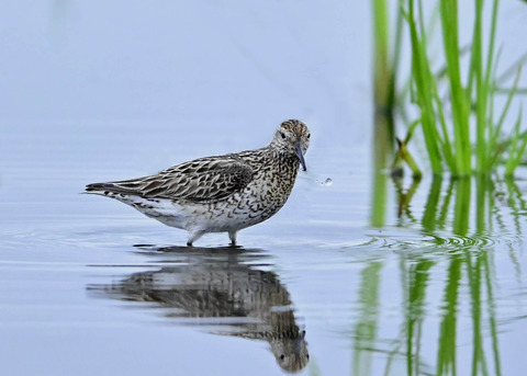 ウズラシギ夏羽2099