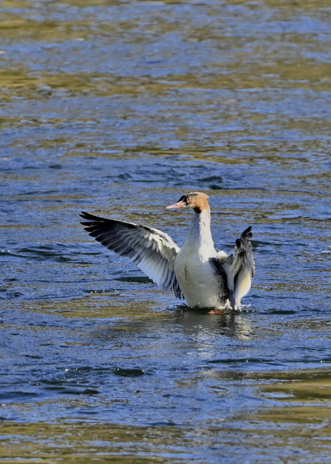 カワアイサ♀2681