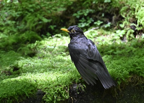 クロツグミ♂4493