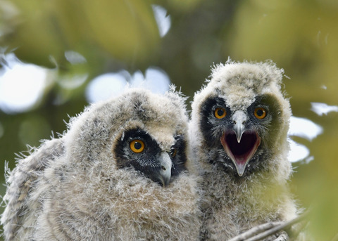 トラフズクのヒナ④⑤7162