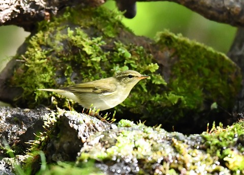 メボソムシクイ0682