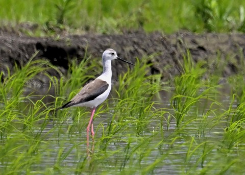 セイタカシギ9139