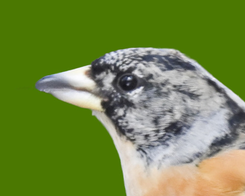 アトリ♂6002