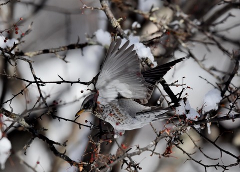 ノハラツグミ3781