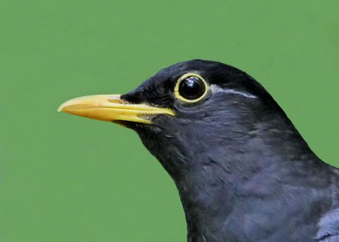 クロツグミ♂0002