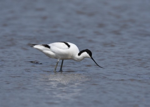 ソリハシセイタカシギ8940