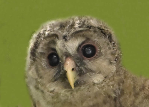 フクロウのヒナ7002