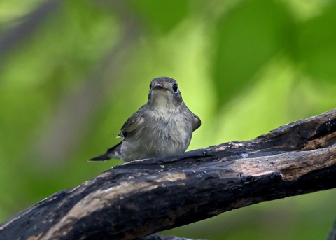 コサメビタキ1705