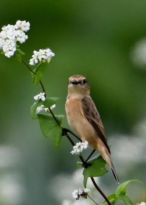 ノビタキ♀3904