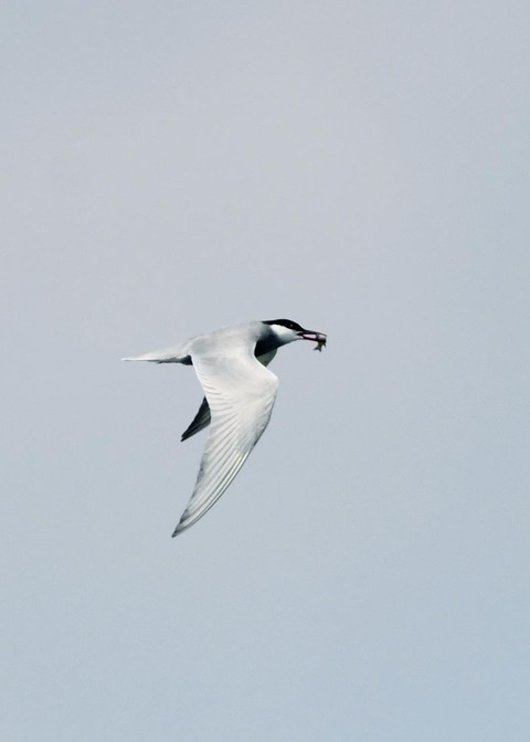 クロハラアジサシ0346