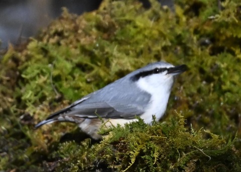 ゴジュウカラ6718