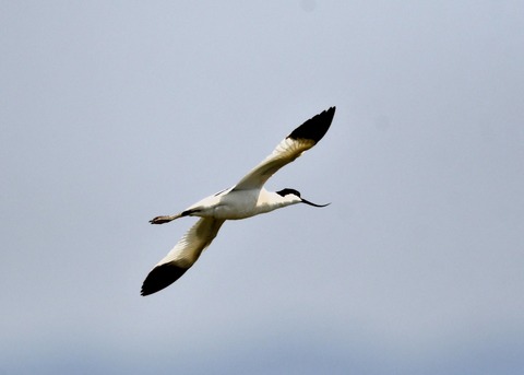 飛ぶ・ソリハシセイタカシギ8565