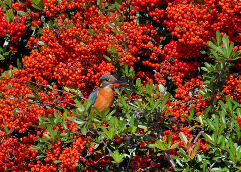 カワセミ2366
