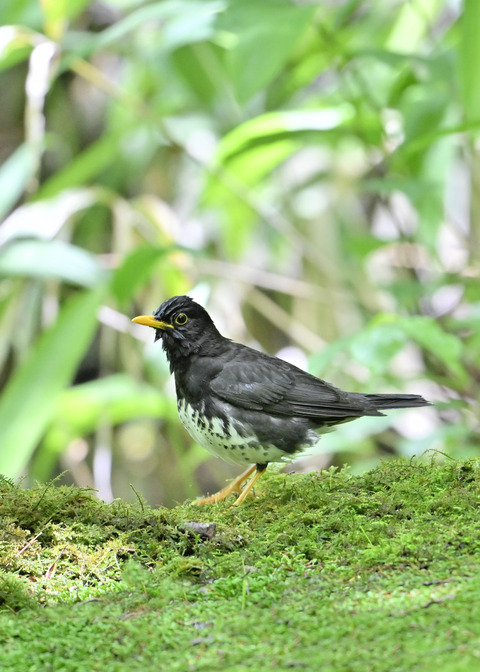 クロツグミ♂0150