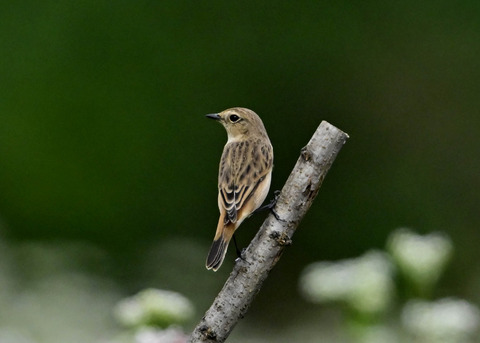 ノビタキ♀6275