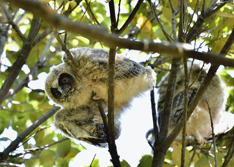 トラフズクのヒナ0168