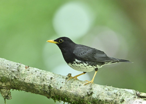 クロツグミ♂0368