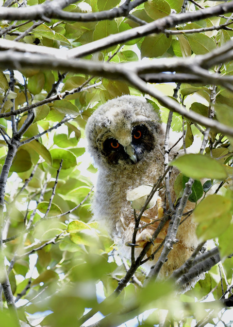 トラフズクのヒナ⑤8419