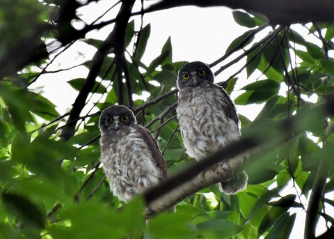 アオバズクのヒナ6559