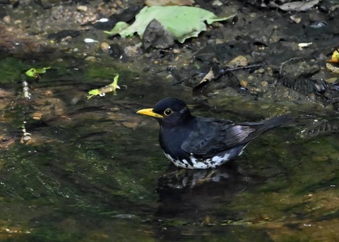 クロツグミ♂4440