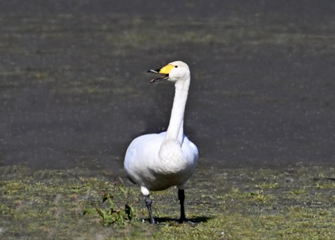 オオハクチョウ8235