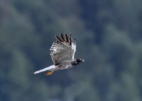 ズグロチュウヒ3431