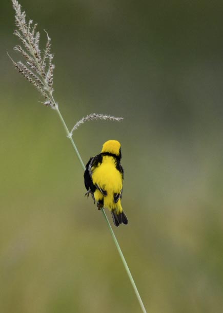 オウゴンチョウ♂2223