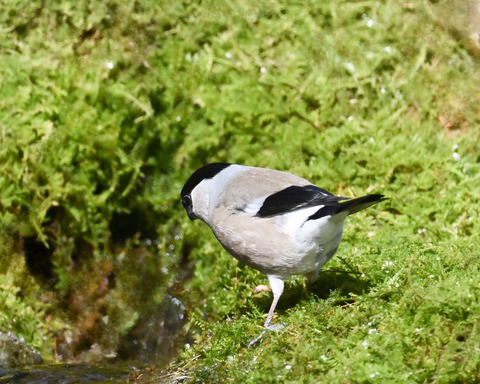 ウソ♀3353