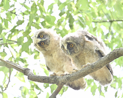 トラフズクの雛3772