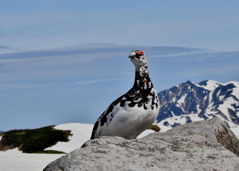 ライチョウ♂3778